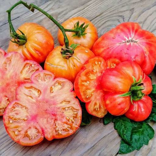 Old german heirloom - german,