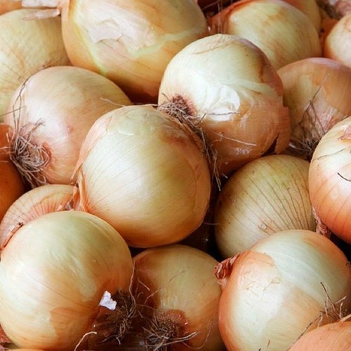 Onion yellow spanish - onion, seeds